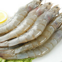 South America Shrimp